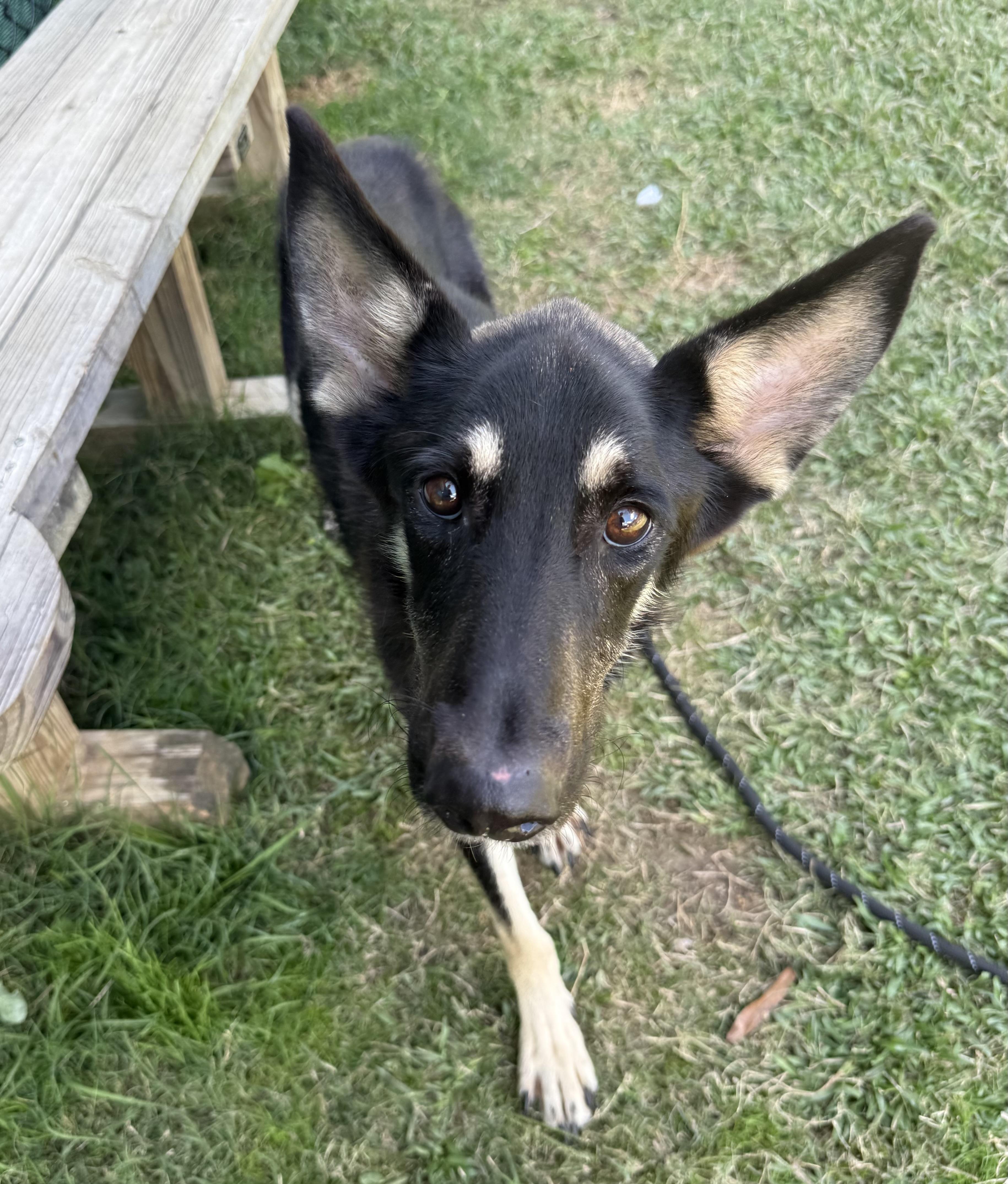 Weston, a Adoptable mixed breed in Lancaster, SC image 4/4