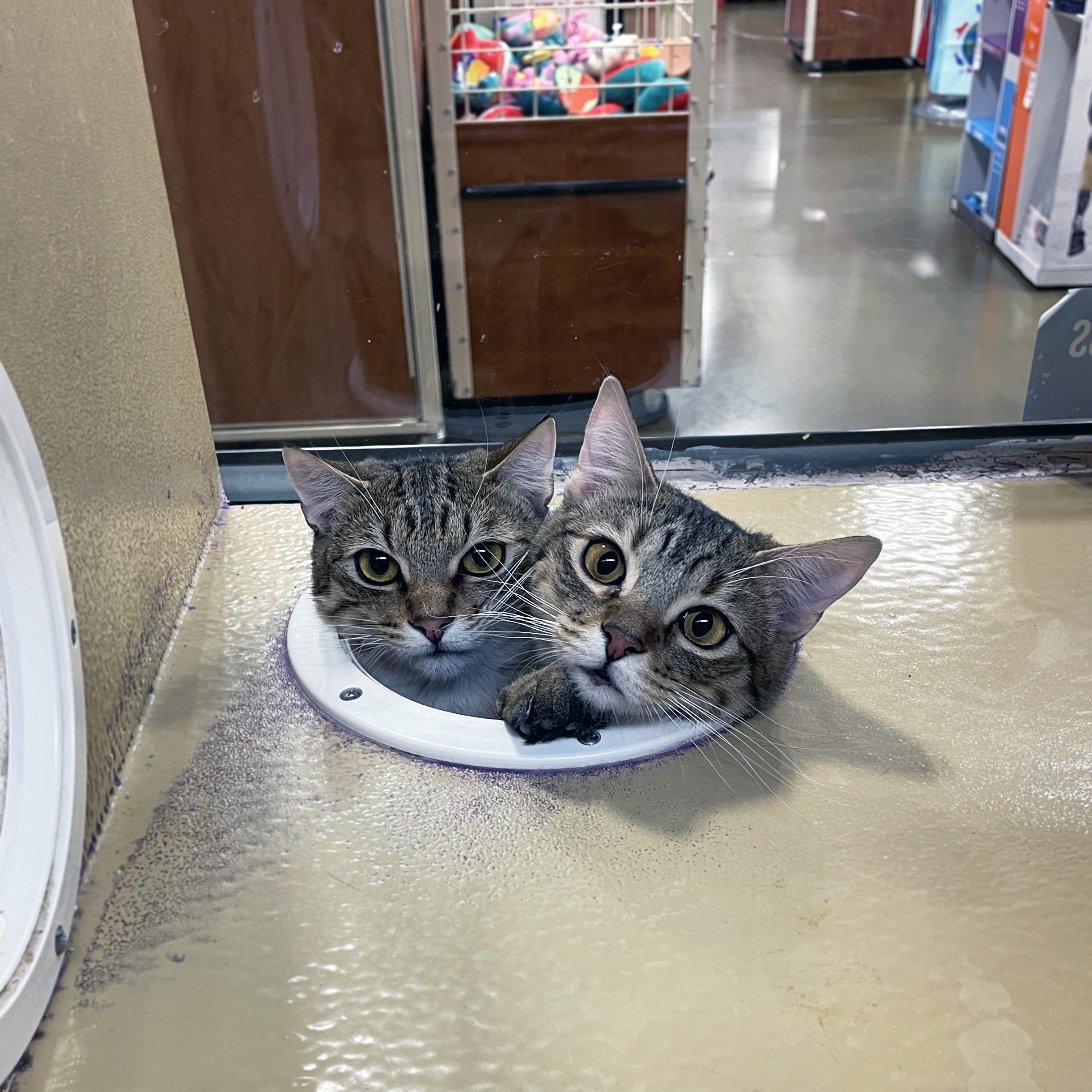 Jake, an adoptable Domestic Short Hair in Centerville, UT, 84014 | Photo Image 3