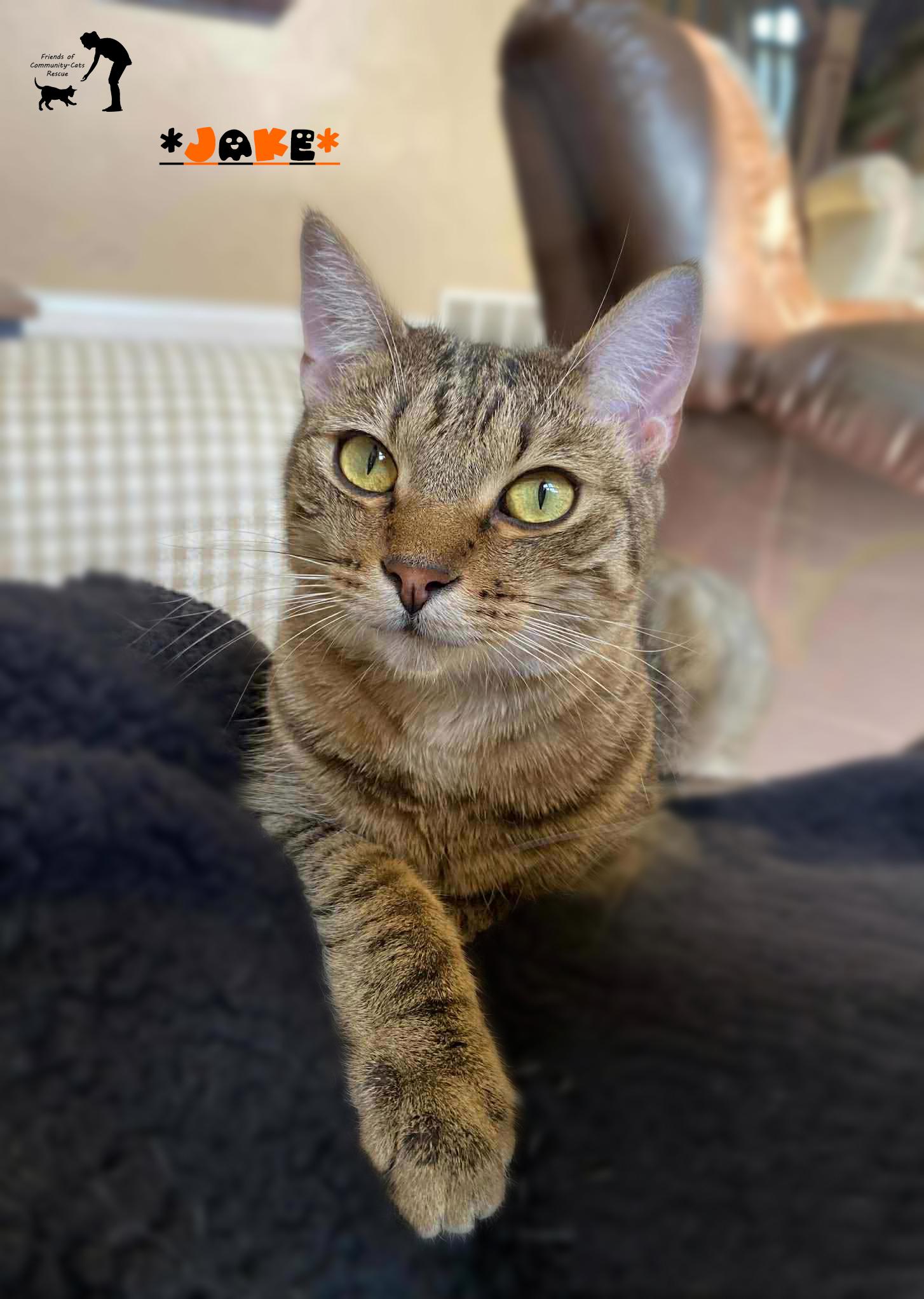 Jake, a Adoptable Domestic Short Hair in Centerville, UT image 1/3