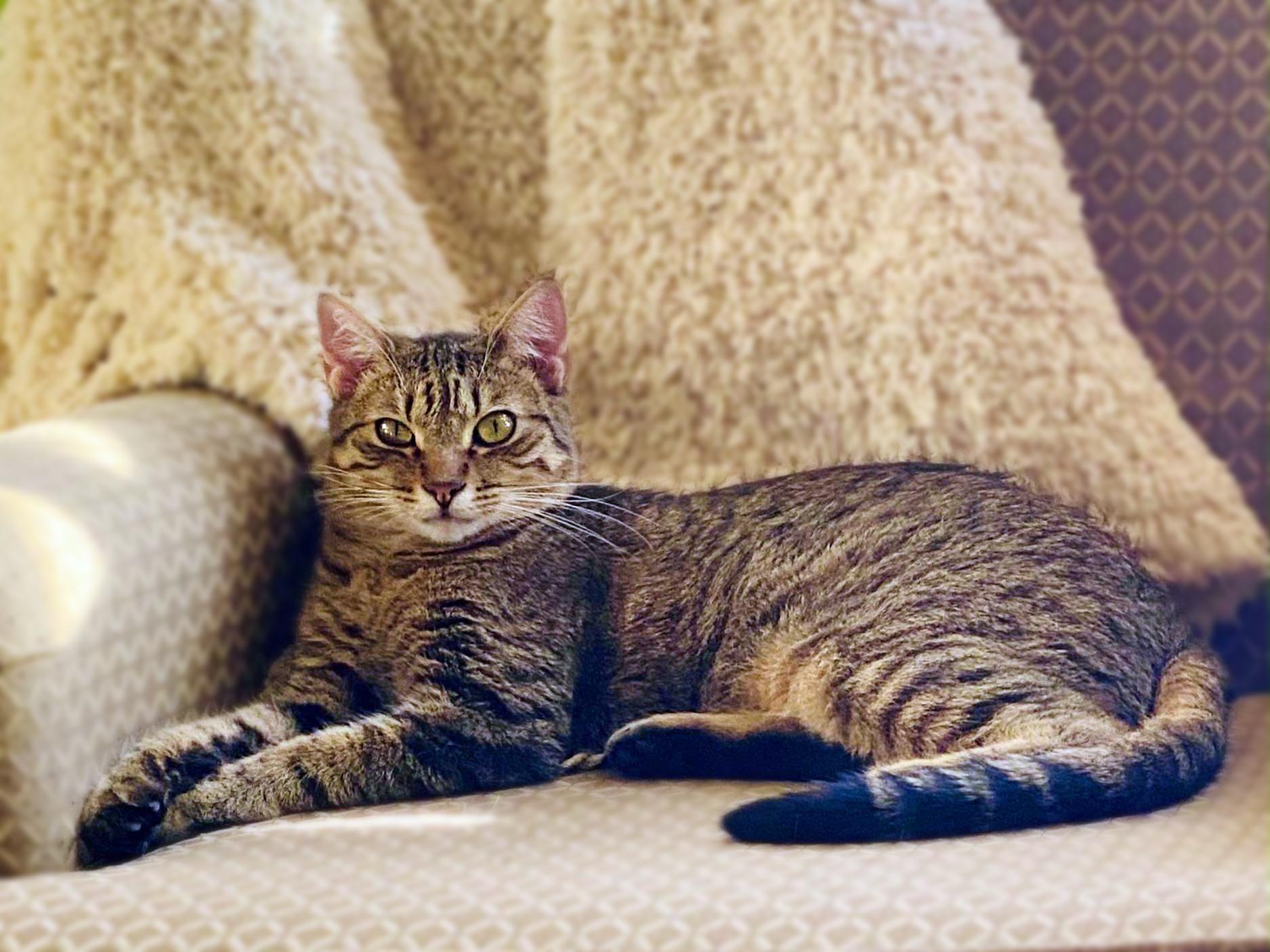 Jake, an adoptable Domestic Short Hair in Centerville, UT, 84014 | Photo Image 2