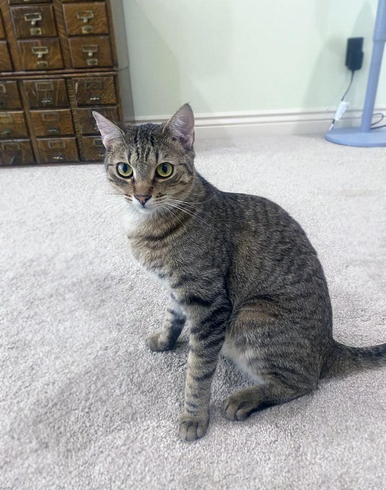 Enlarge Jake, a Adoptable Domestic Short Hair in Centerville, UT image 3/3
