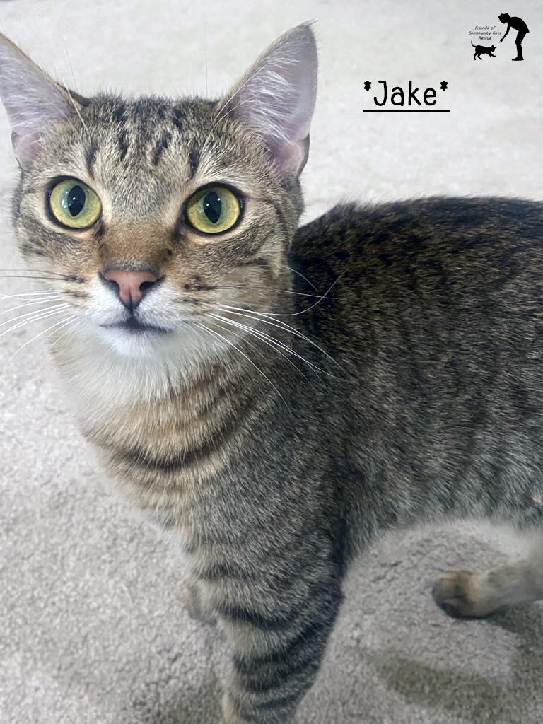 Jake, an adoptable Domestic Short Hair in Centerville, UT, 84014 | Photo Image 1