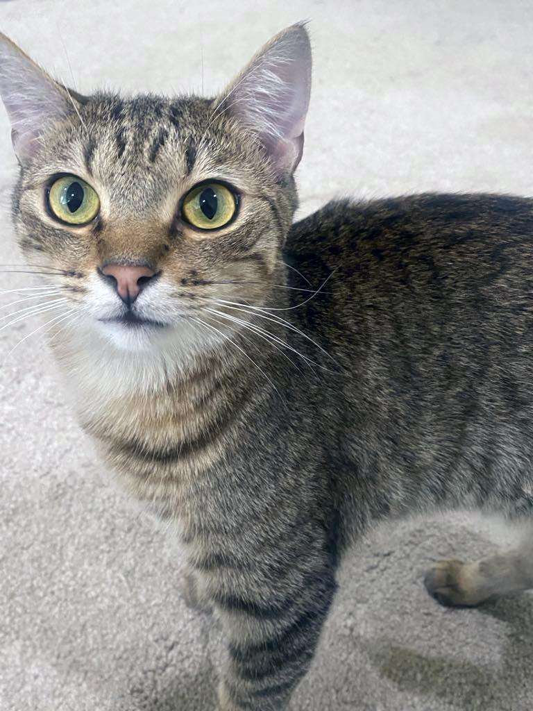 Enlarge Jake, a Adoptable Domestic Short Hair in Centerville, UT image 2/3