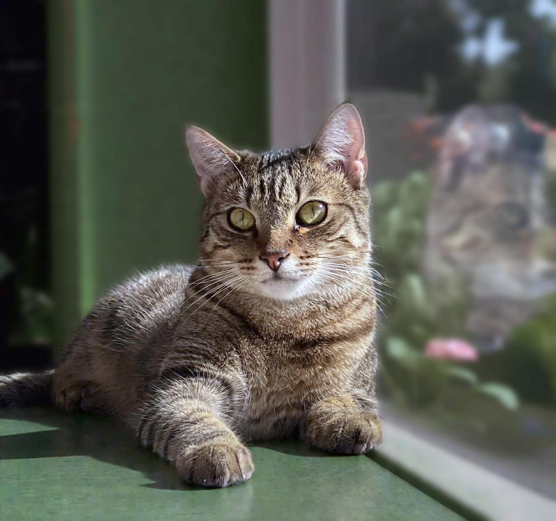 Jake, an adoptable Domestic Short Hair in Centerville, UT, 84014 | Photo Image 3