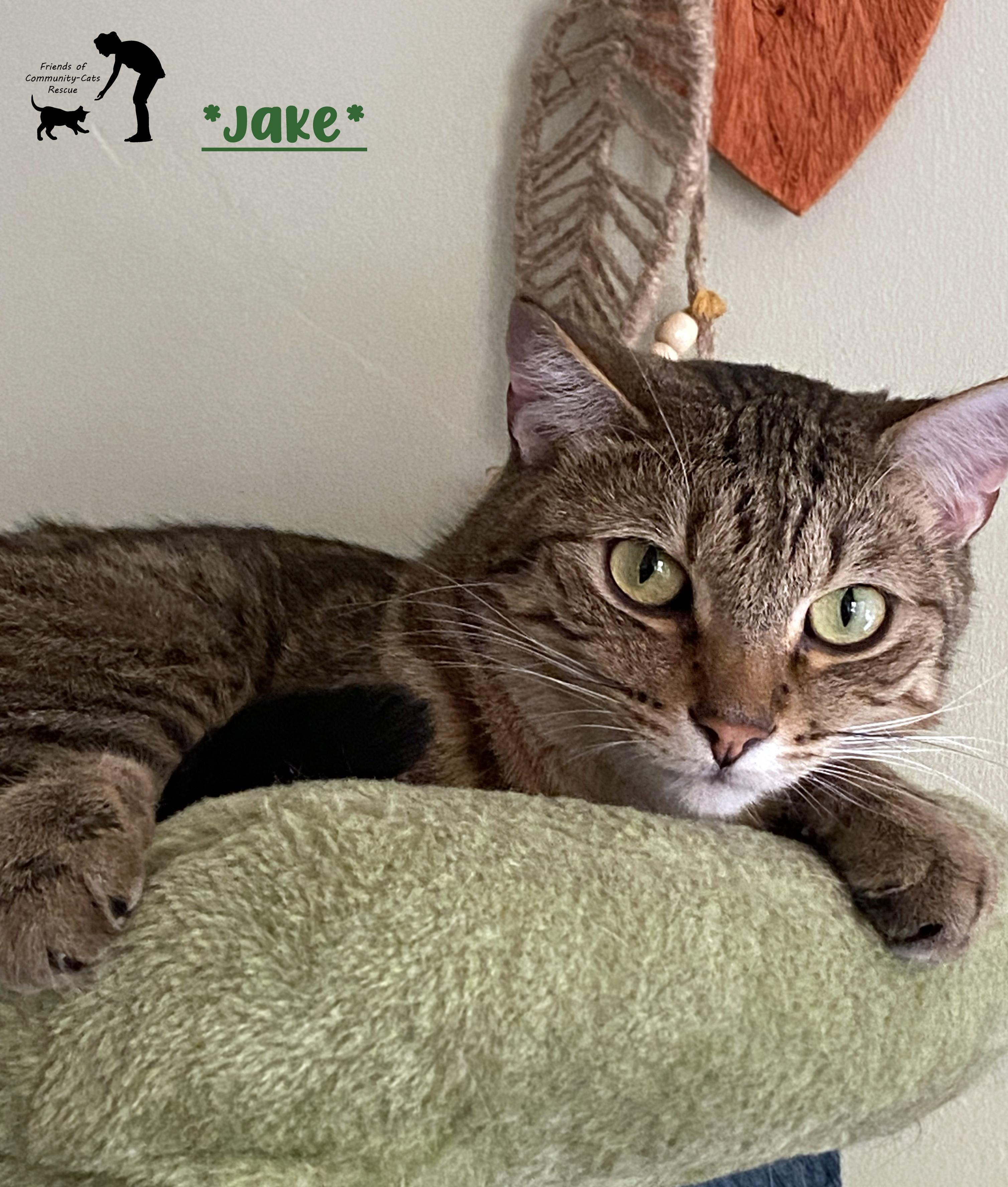 Enlarge Jake, a Adoptable Domestic Short Hair in Centerville, UT image 1/3