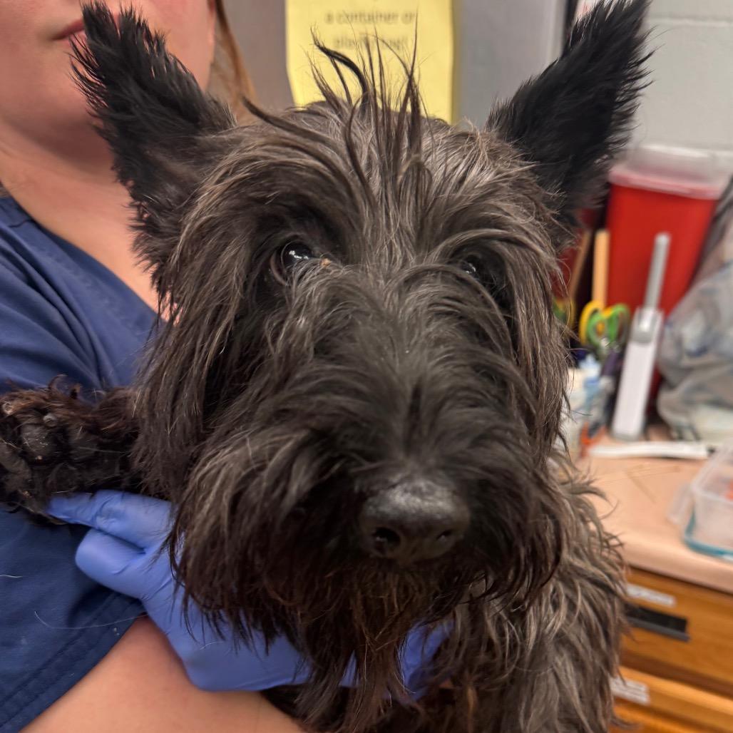 Onyx, Adoptable, Adult Male Scottish Terrier.