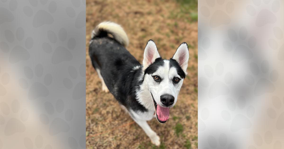 Jay, Adoptable, Adult Male Husky.