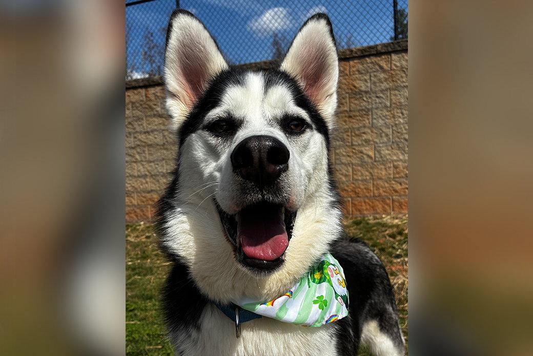 Enlarge Jay, a Adoptable Husky in Weaverville, NC image 2/3
