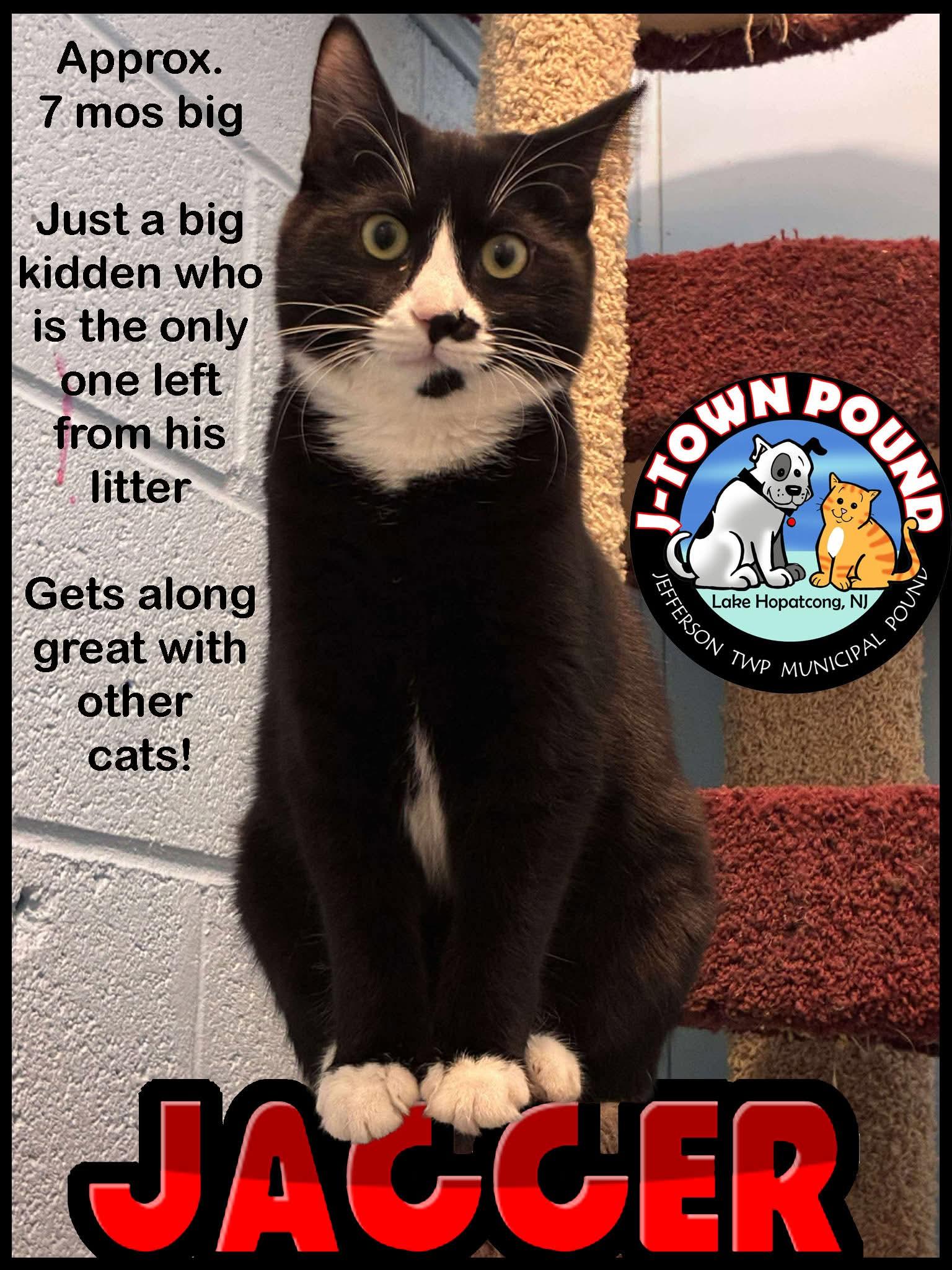 Jagger, ADOPTABLE, Young Male Domestic Medium Hair.