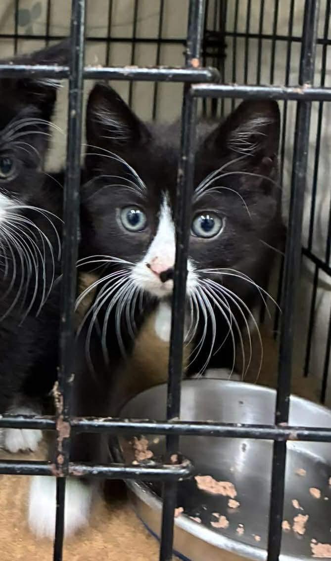 Enlarge Jagger, a ADOPTABLE Domestic Medium Hair in Lake Hopatcong, NJ image 4/5