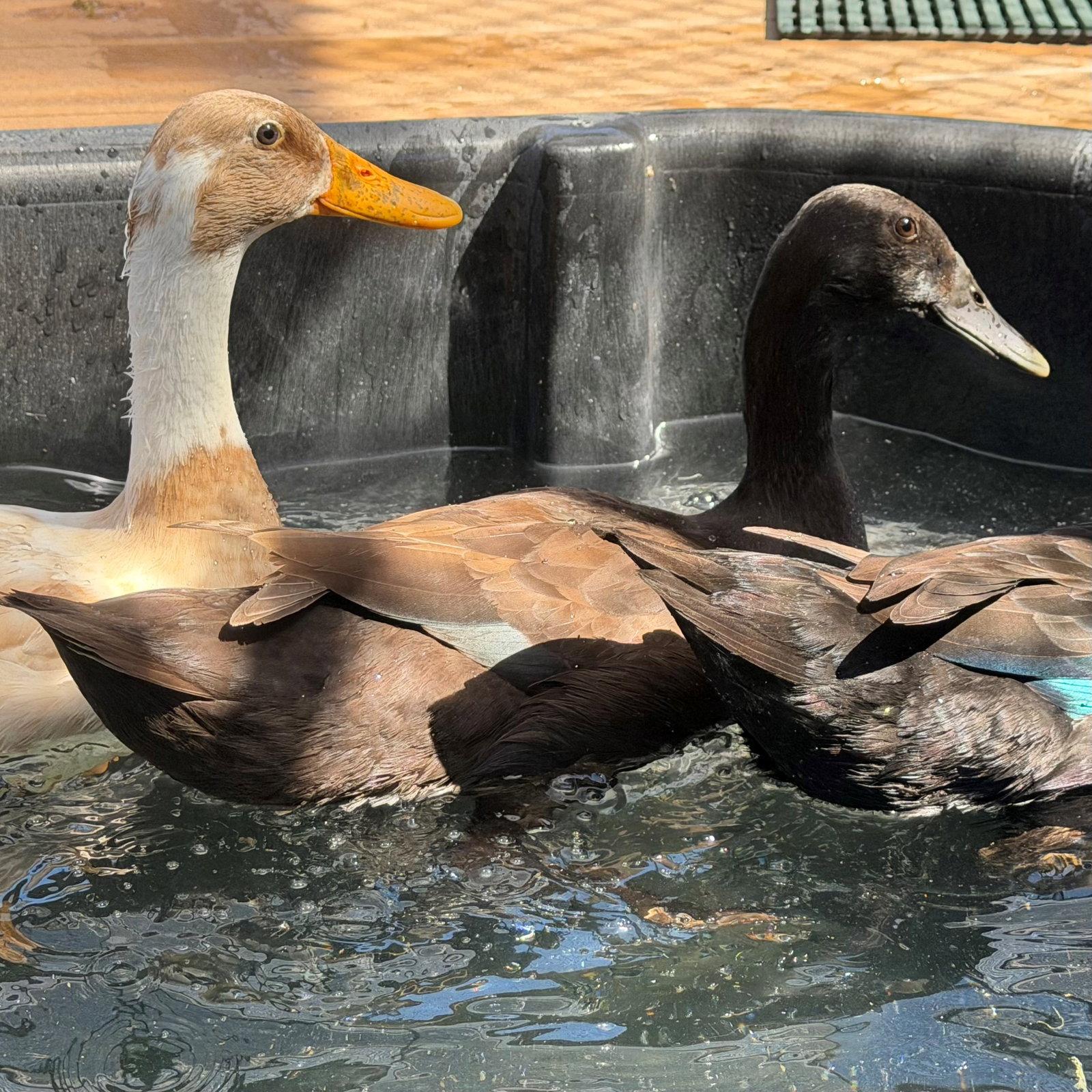 Female ducks! photo