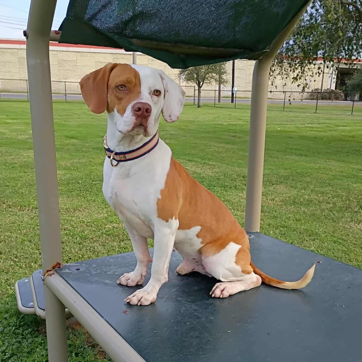 Mitch, Adoptable, Adult Male Beagle.