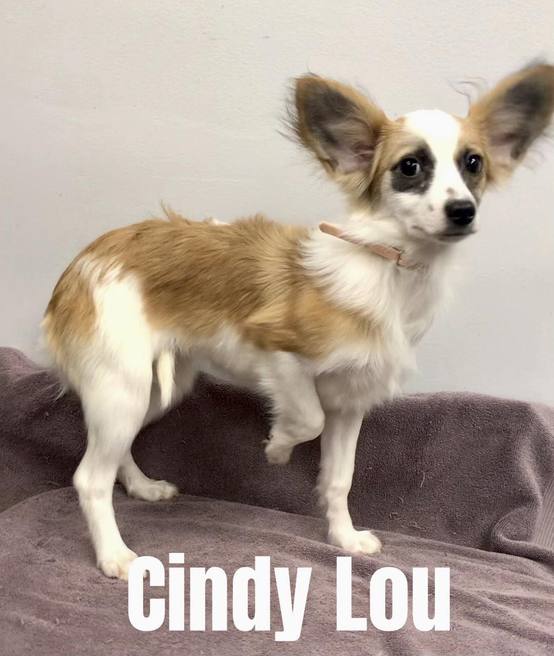 Cindy Lou, an adoptable Papillon in Lincolnwood, IL_image-1