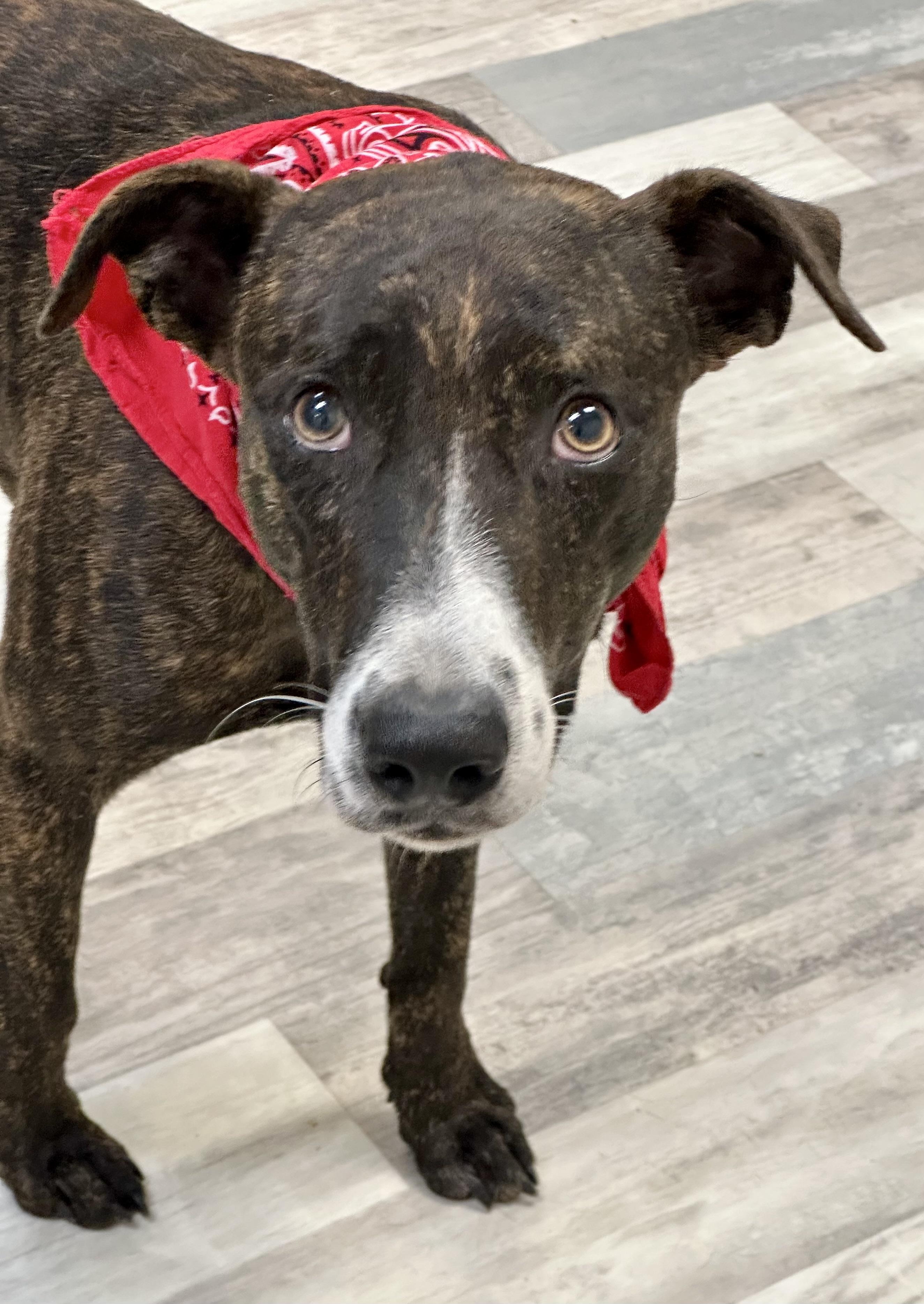Tiramisu, Adoptable, Young Male Plott Hound.
