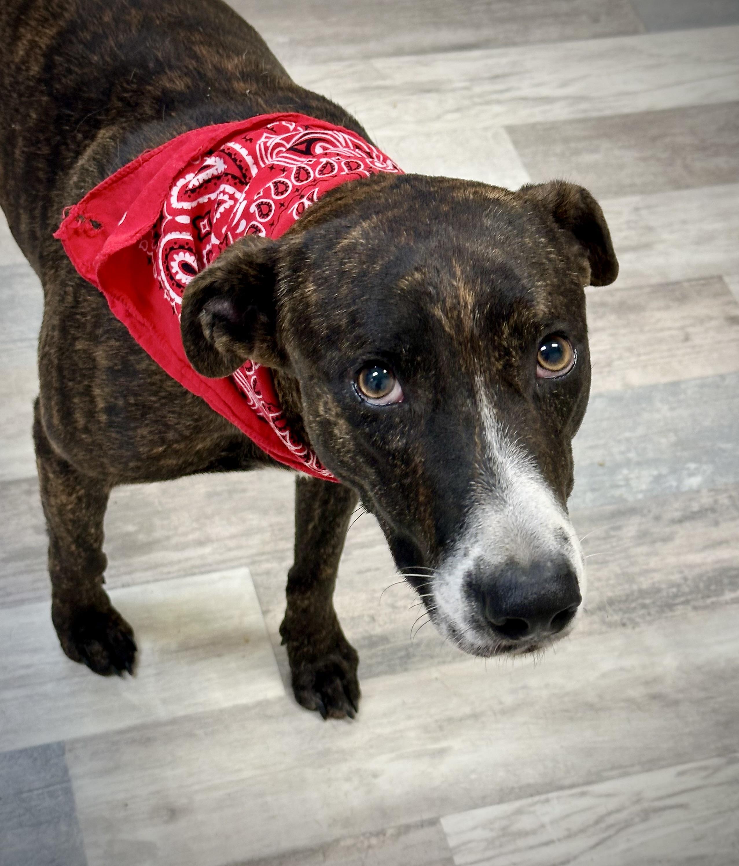 Tiramisu, a Adoptable mixed breed in Lufkin, TX image 2/4