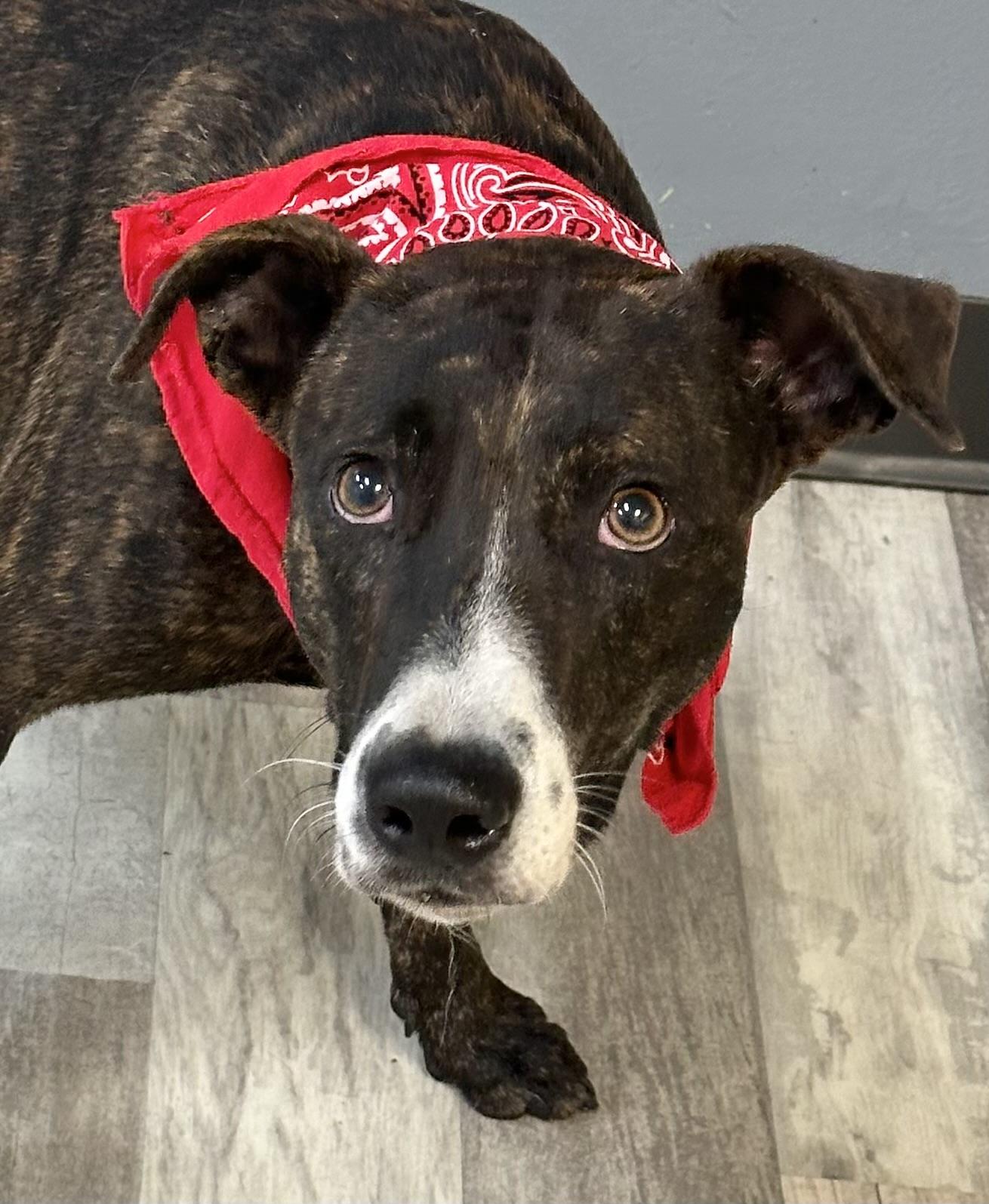 Tiramisu, a Adoptable mixed breed in Lufkin, TX image 3/4