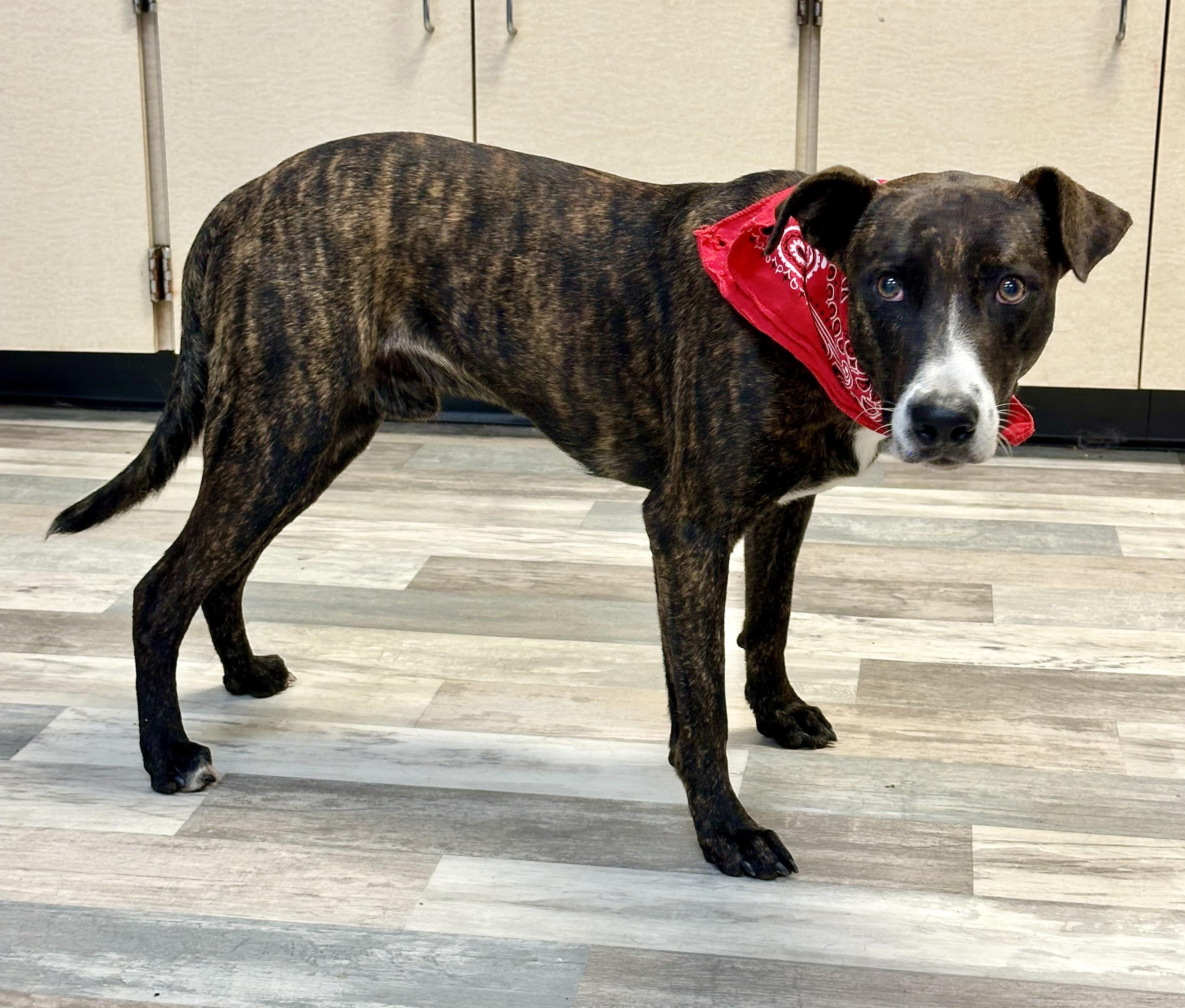 Tiramisu, a Adoptable mixed breed in Lufkin, TX image 4/4