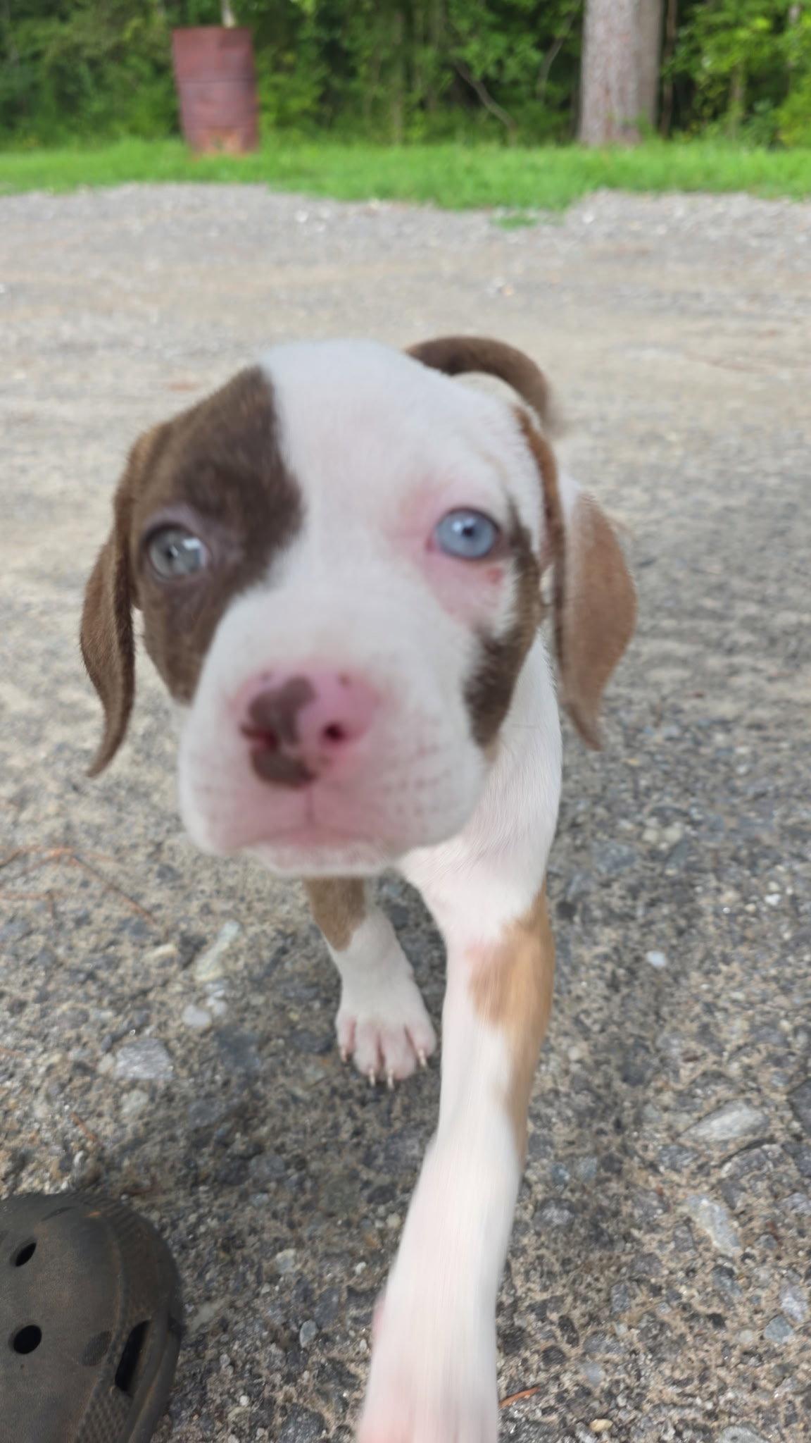 Enlarge Daisy, a Adopted Boston Terrier in Ball Ground, GA image 1/3