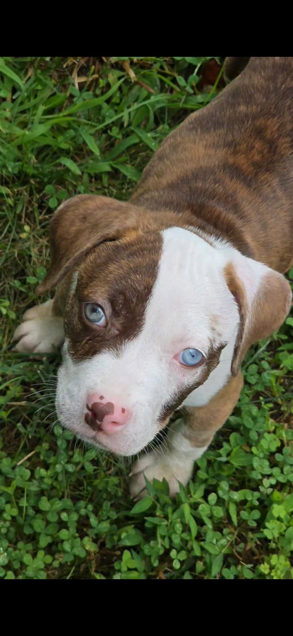 Enlarge Daisy, a Adopted Boston Terrier in Ball Ground, GA image 2/3