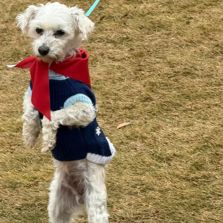 Stanley, Adoptable, Adult Male Maltese.