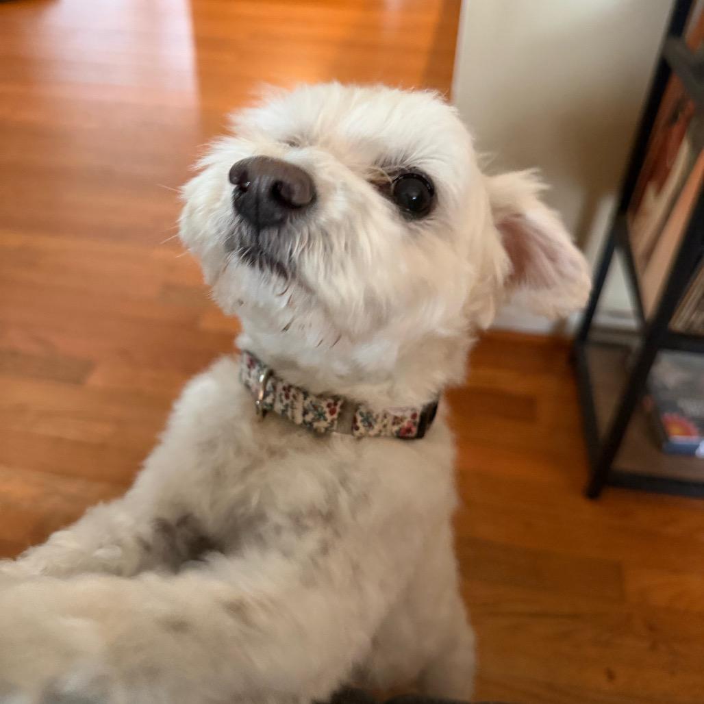 Enlarge Stanley, a Adoptable Maltese in Raleigh, NC image 2/4