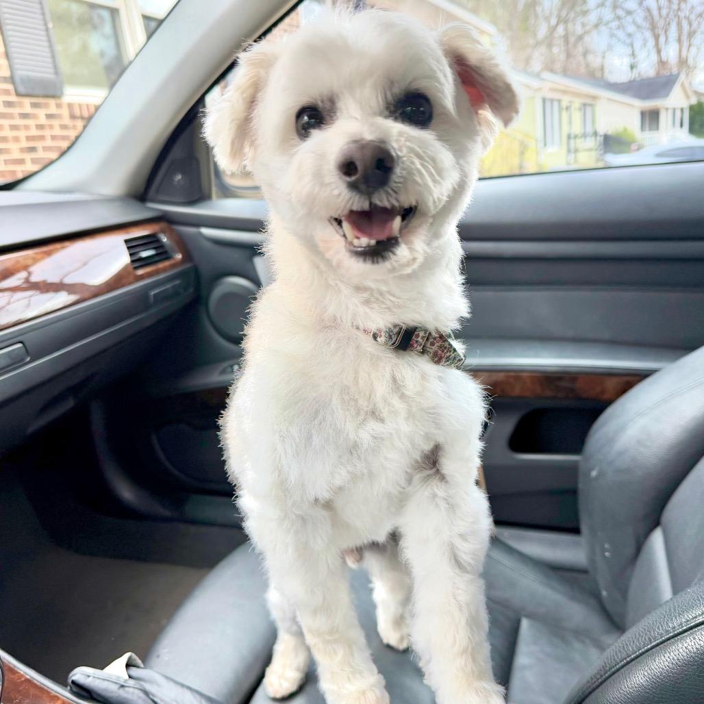 Enlarge Stanley, a Adoptable Maltese in Raleigh, NC image 3/4