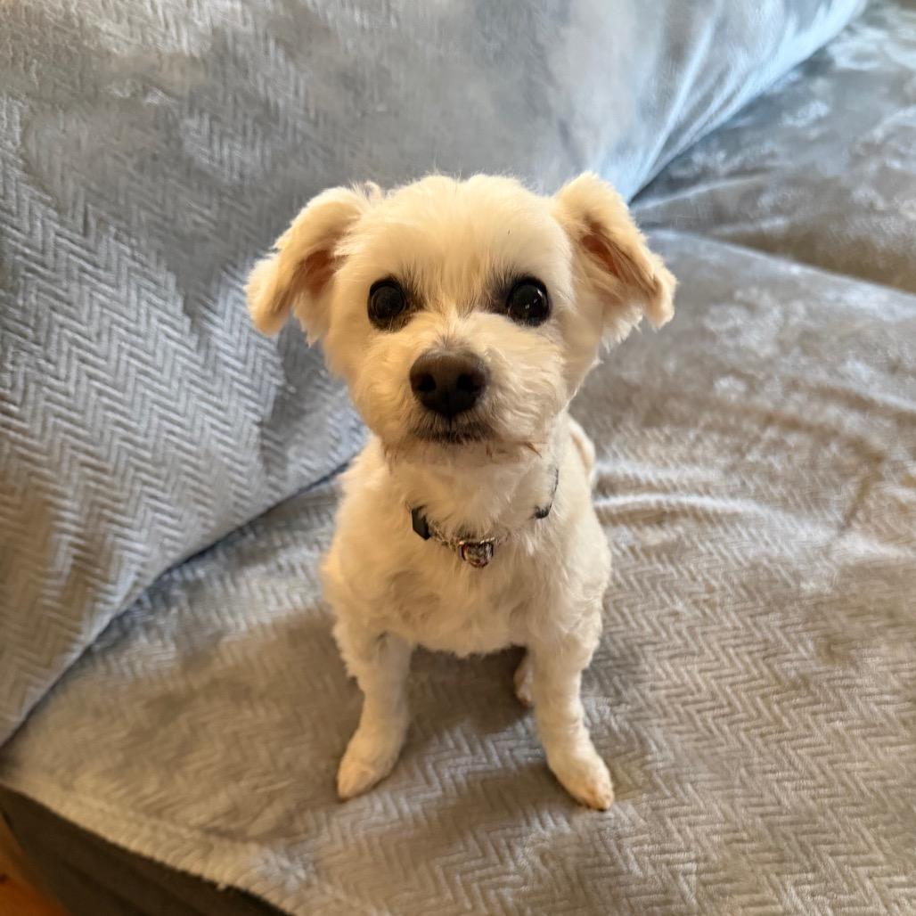 Enlarge Stanley, a Adoptable Maltese in Raleigh, NC image 4/4