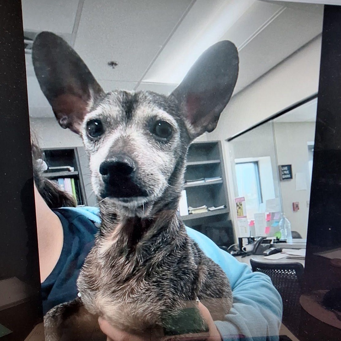 Wish, ADOPTABLE, Senior Male Chihuahua.