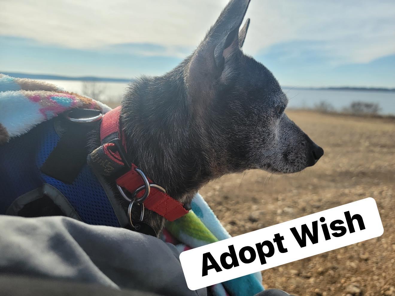 Enlarge Wish, a ADOPTABLE Chihuahua in Broken Arrow, OK image 2/2