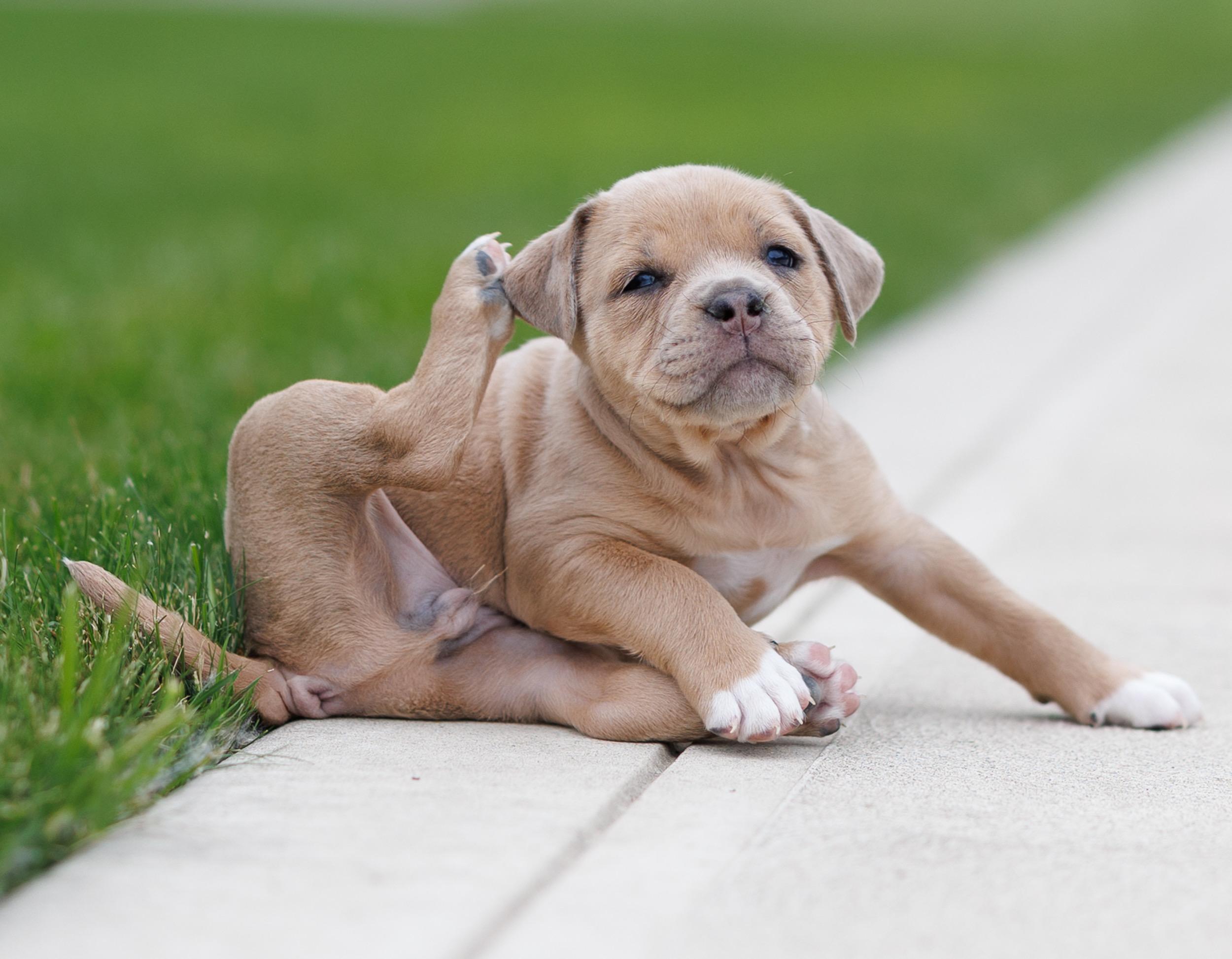Enlarge French's Mustard, a ADOPTABLE mixed breed in Grafton, OH image 2/3