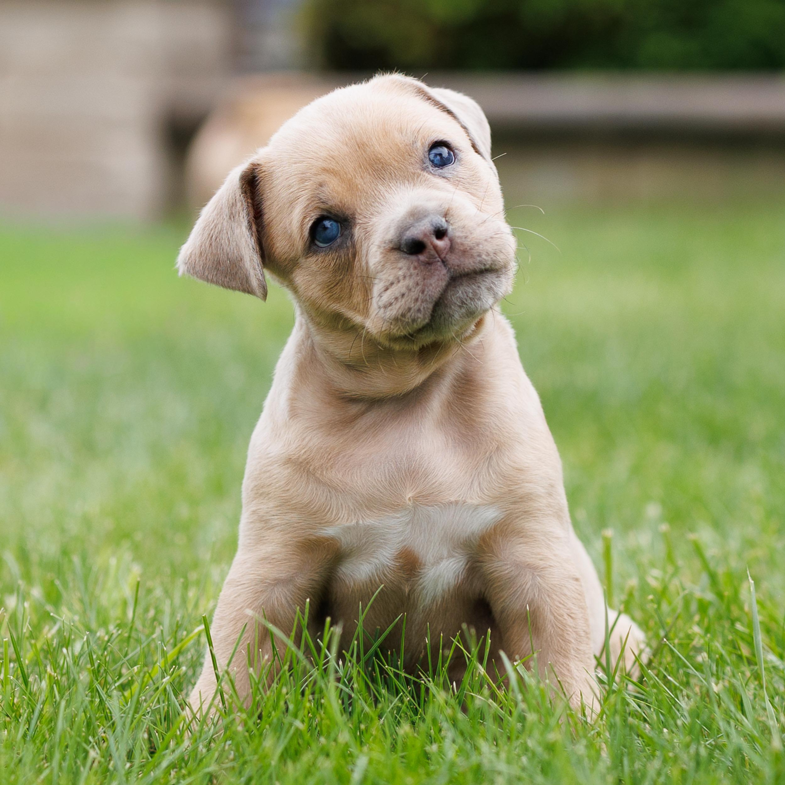 Enlarge French's Mustard, a ADOPTABLE mixed breed in Grafton, OH image 1/3
