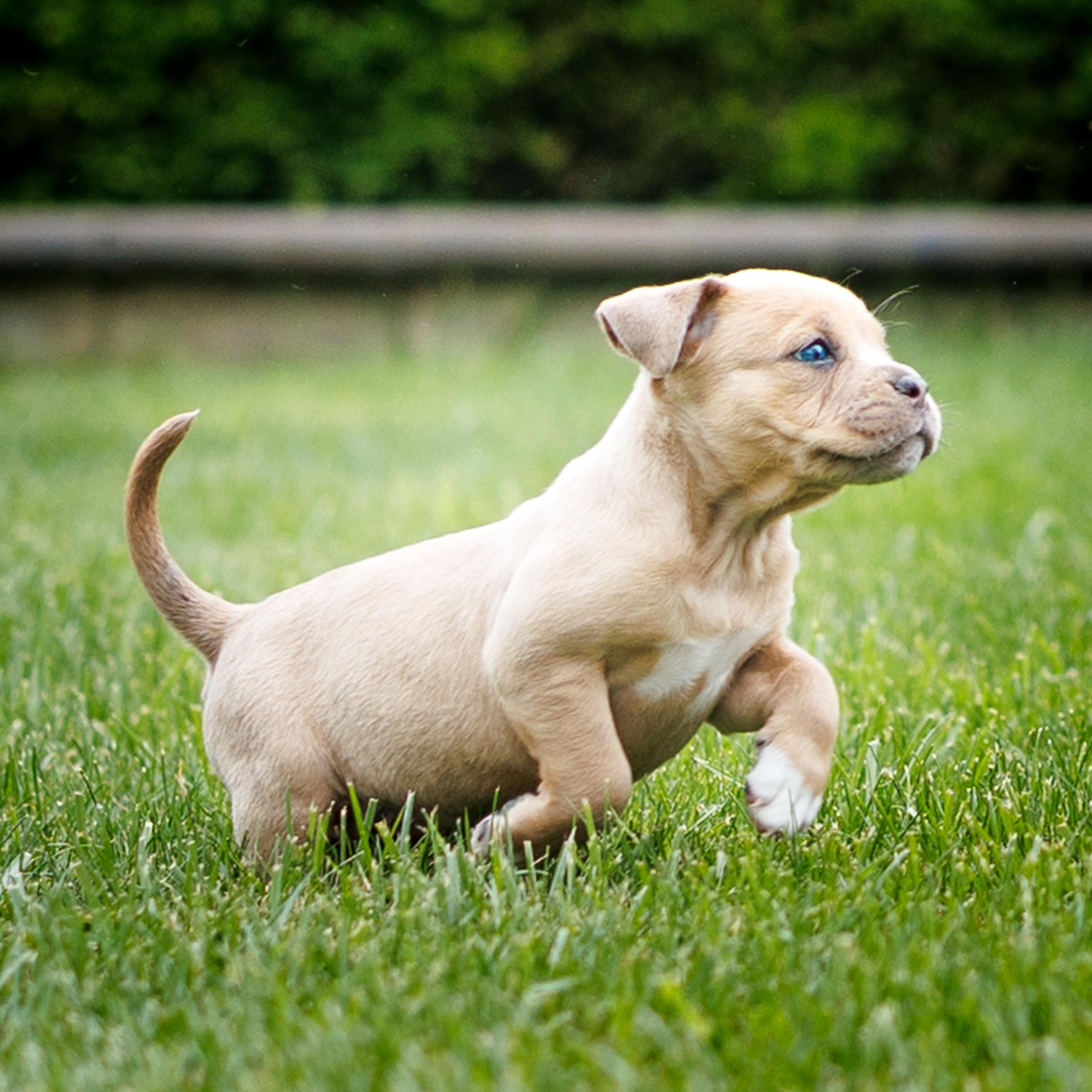 Enlarge French's Mustard, a ADOPTABLE mixed breed in Grafton, OH image 3/3