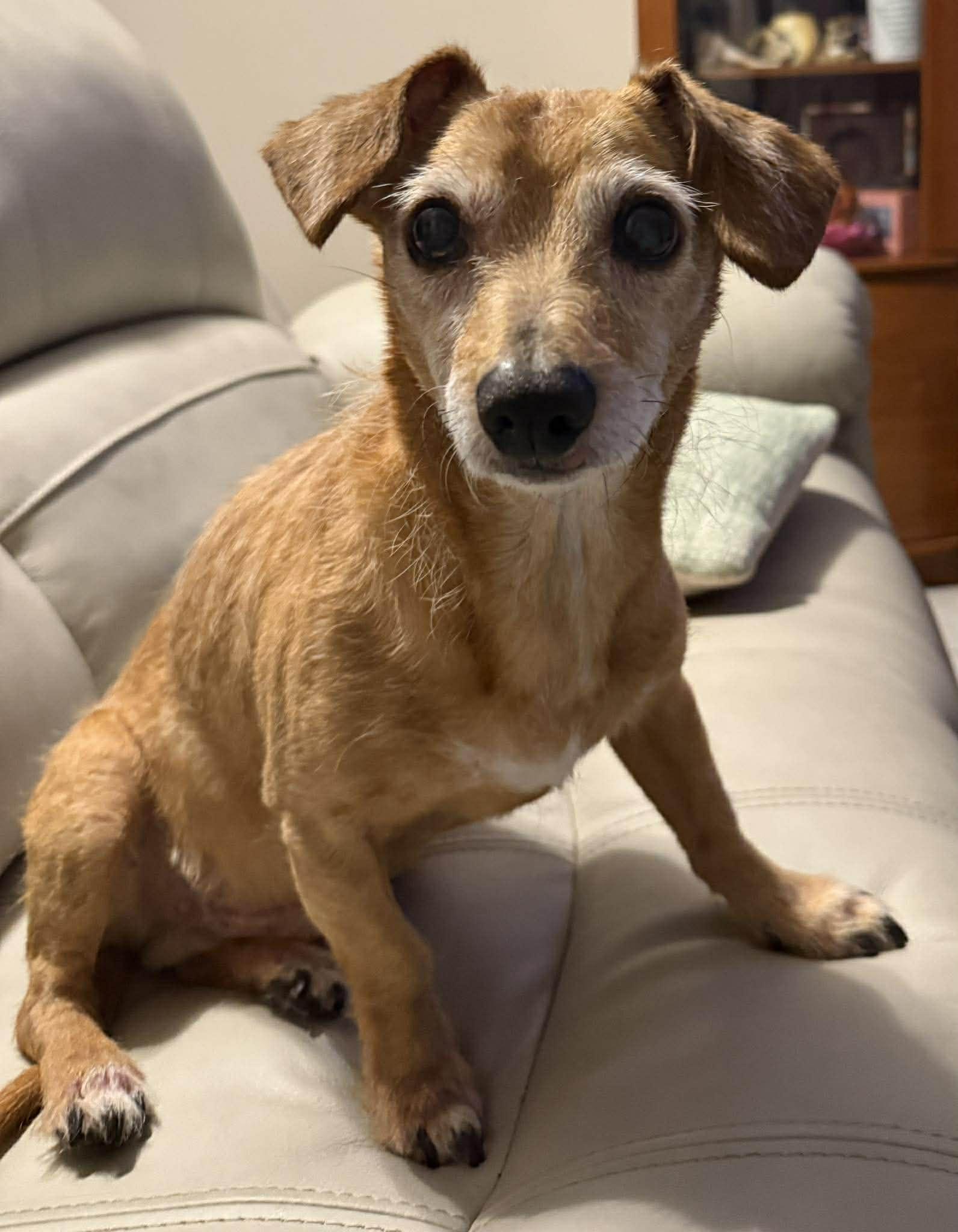 Enlarge Kirby, a Adoptable mixed breed in Palatka, FL image 1/5