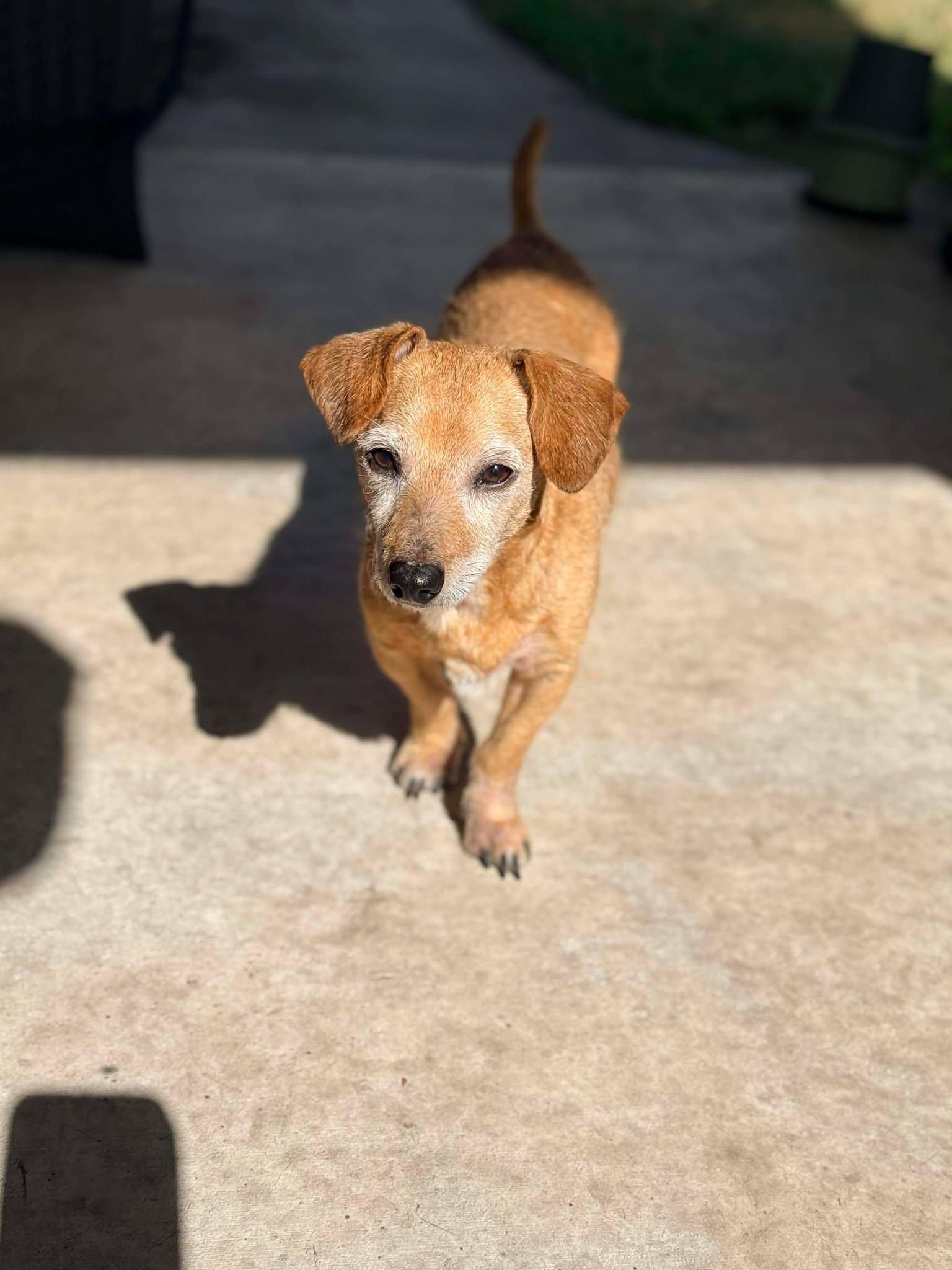 Enlarge Kirby, a ADOPTABLE Wirehaired Dachshund in Palatka, FL image 1/4