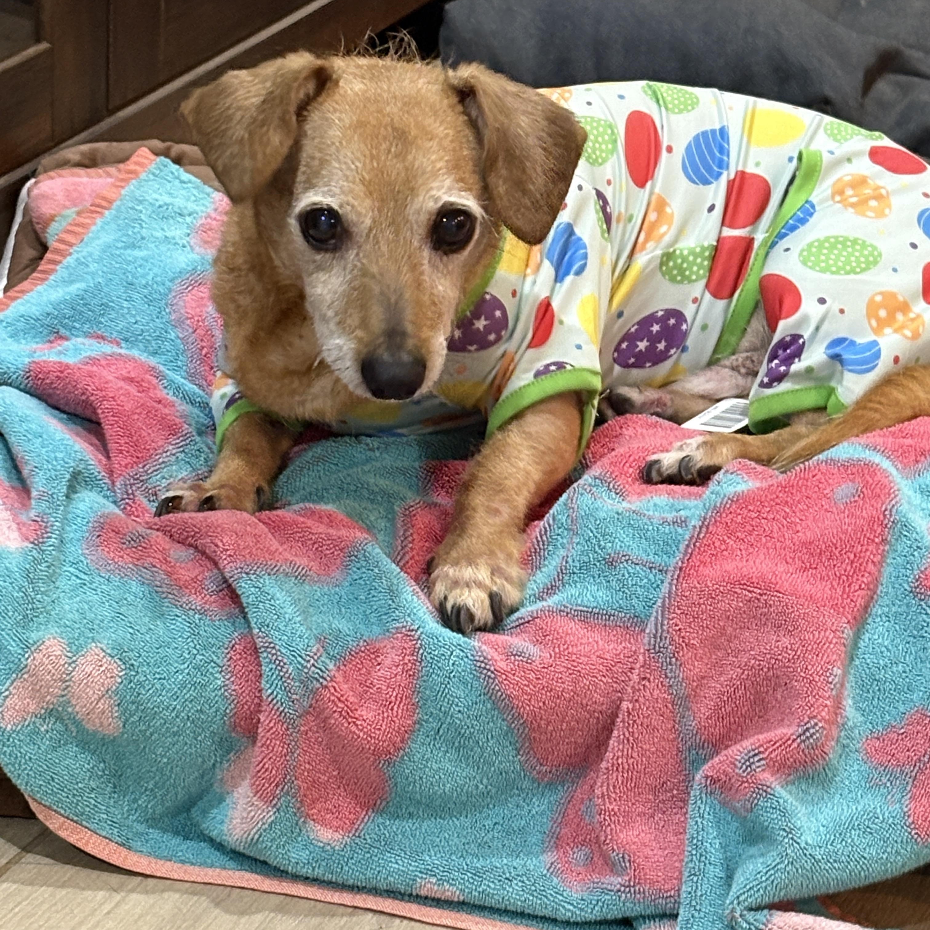 Enlarge Kirby, a Adoptable mixed breed in Palatka, FL image 2/5
