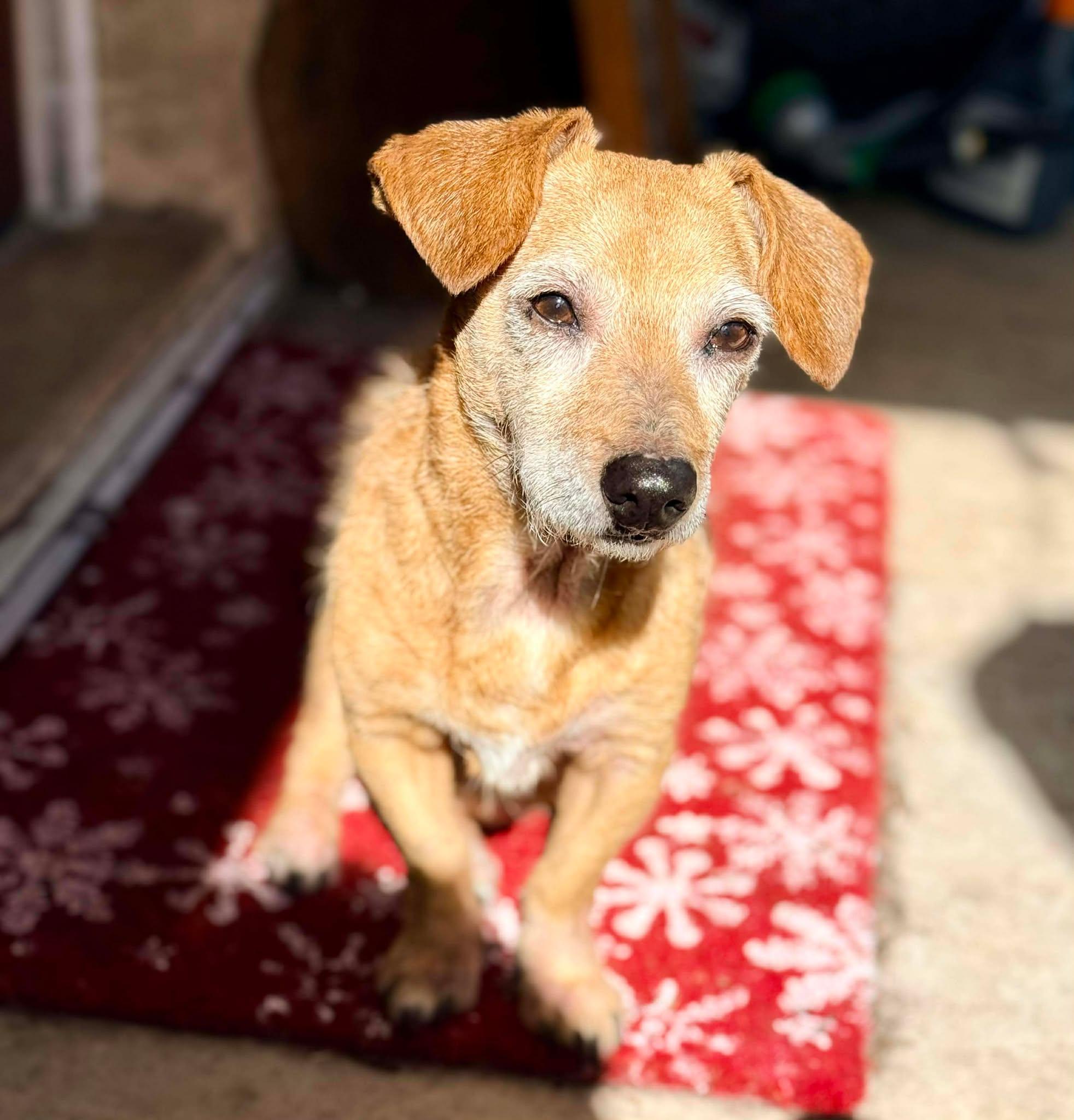 Enlarge Kirby, a ADOPTABLE Wirehaired Dachshund in Palatka, FL image 2/4