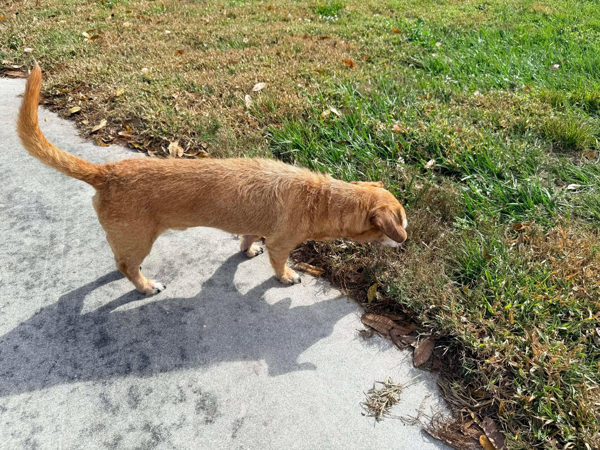 Enlarge Kirby, a ADOPTABLE Wirehaired Dachshund in Palatka, FL image 3/4