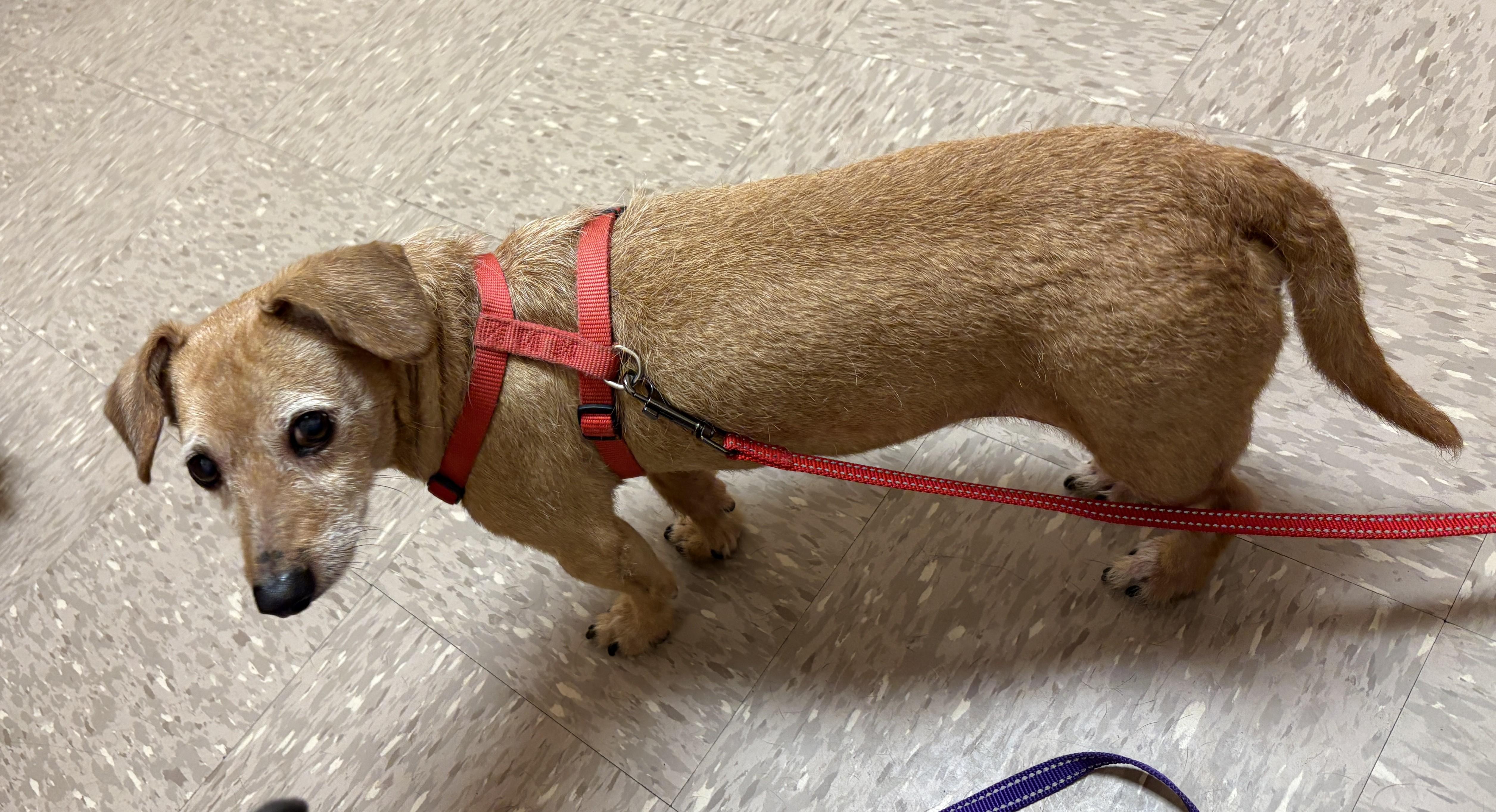 Enlarge Kirby, a Adoptable mixed breed in Palatka, FL image 5/5