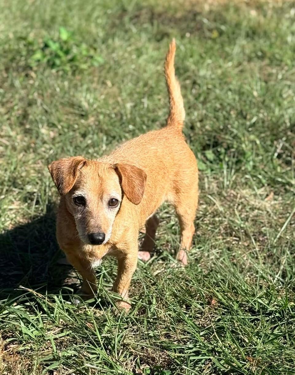 Enlarge Kirby, a Adoptable mixed breed in Palatka, FL image 3/5