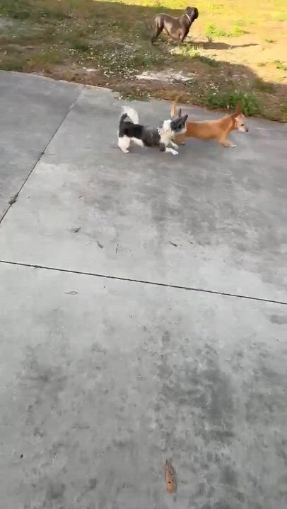 Enlarge Kirby, a ADOPTABLE Wirehaired Dachshund in Palatka, FL video 4/4