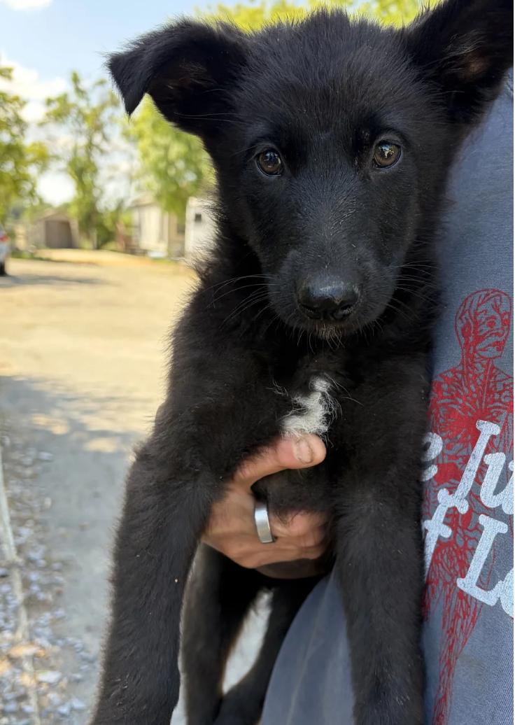 Jolie, a ADOPTABLE mixed breed in Davis, CA image 3/3