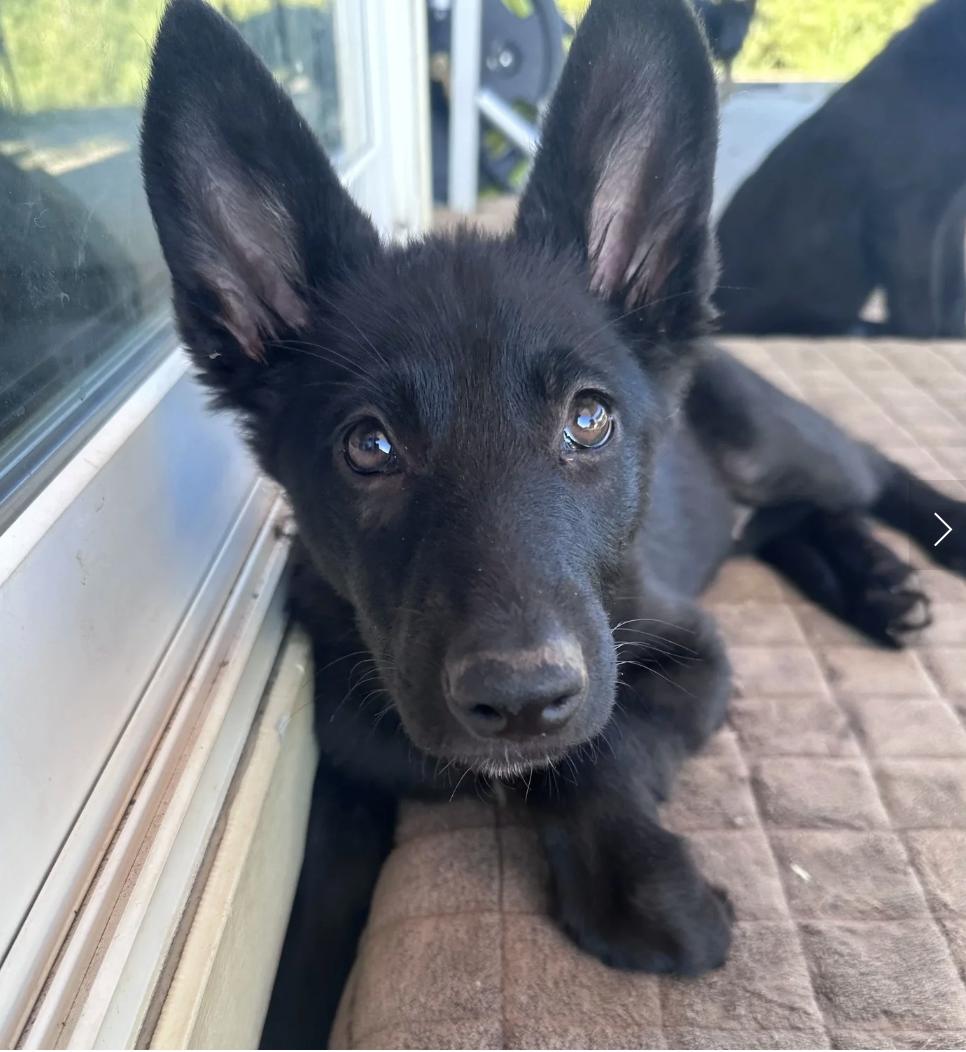 Jolie, ADOPTABLE, Puppy Female German Shepherd Dog.