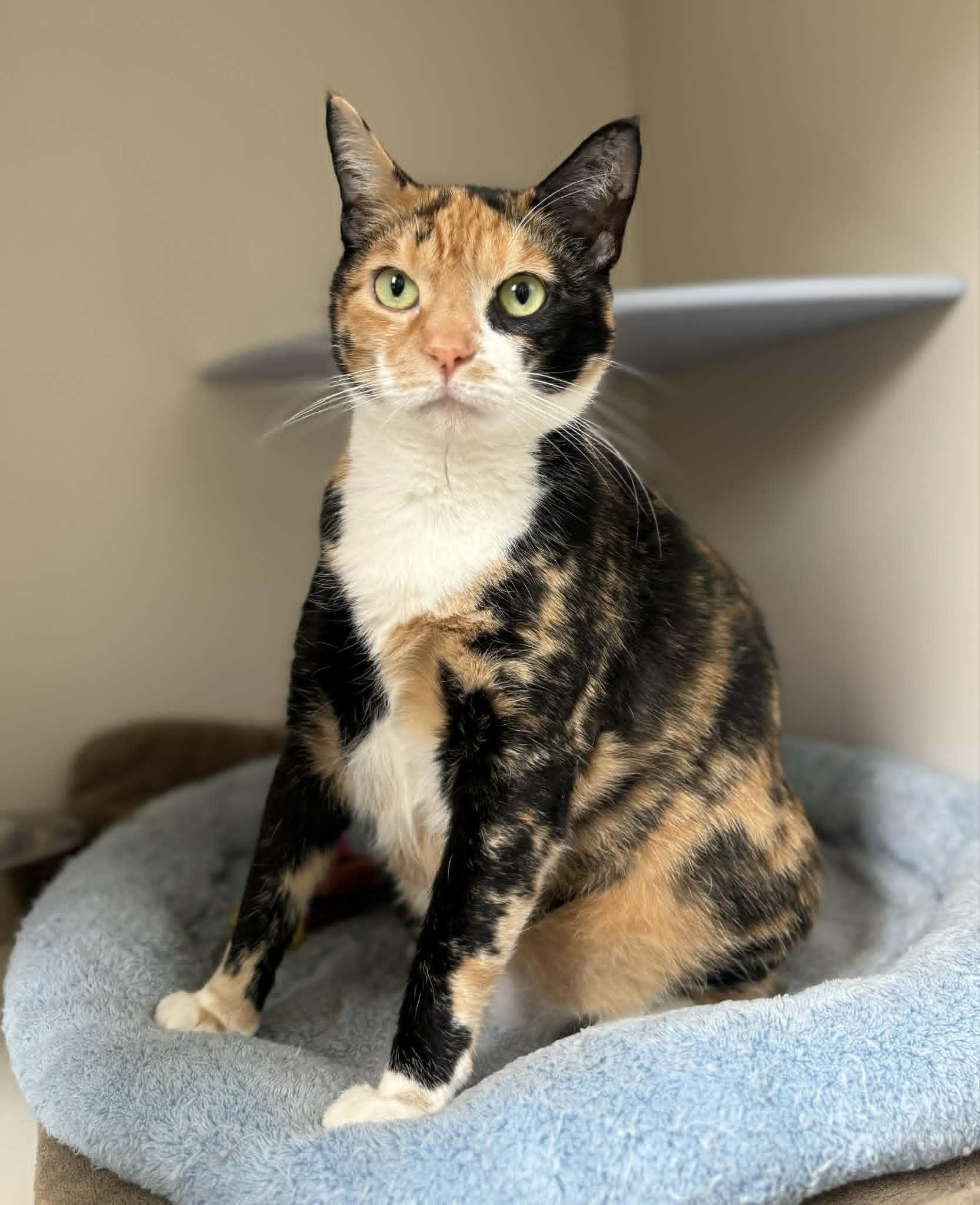 Enlarge Mittens, a Adoptable Domestic Short Hair in Elizabethtown, NY image 1/1