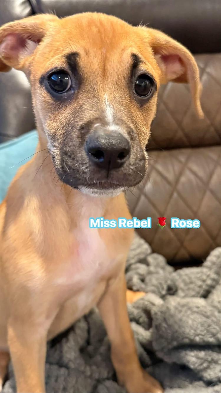 Enlarge Rebel Rose, a Adoptable mixed breed in Pensacola, FL image 3/3