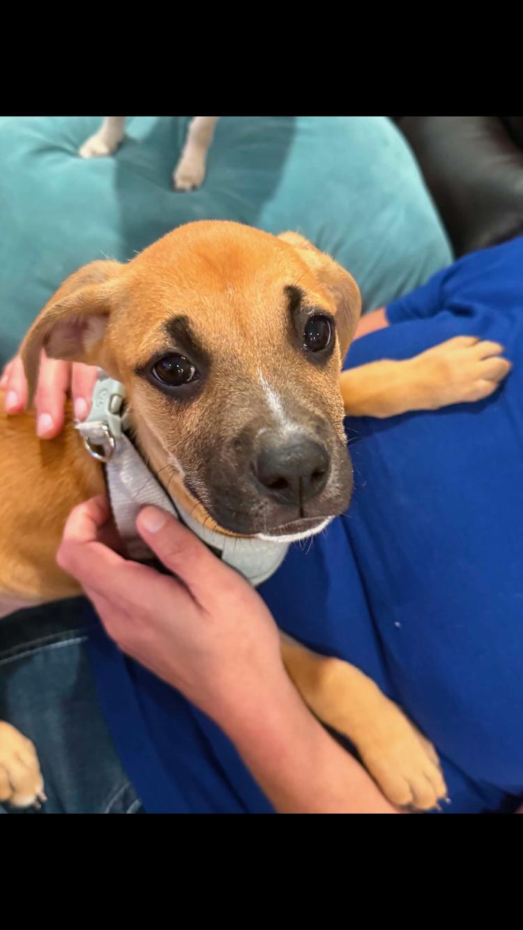 Rebel Rose, Adoptable, Puppy Female Shepherd & Black Mouth Cur.