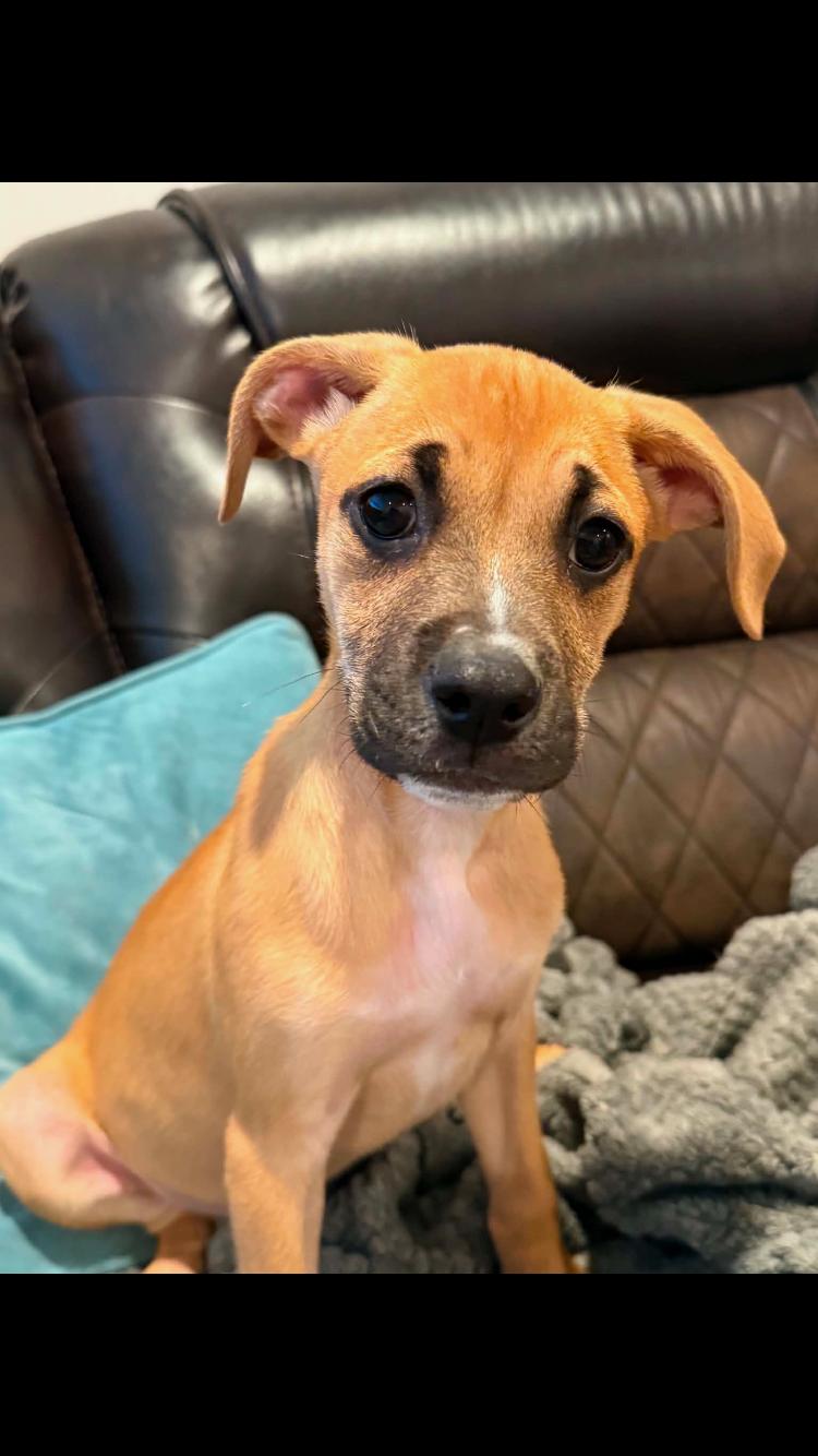 Enlarge Rebel Rose, a Adoptable mixed breed in Pensacola, FL image 2/3