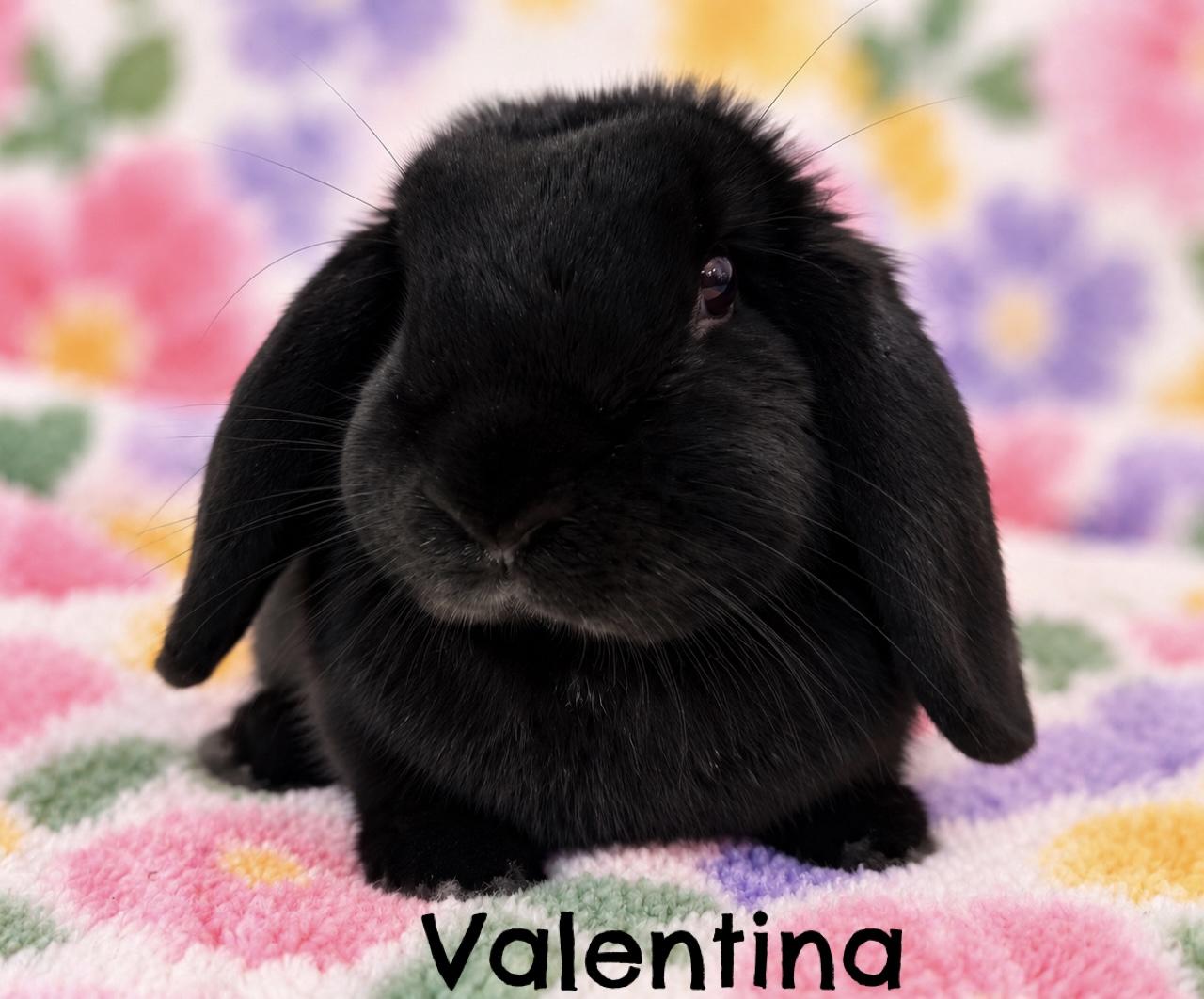Valentina, Adoptable, Young Female Mini Lop.