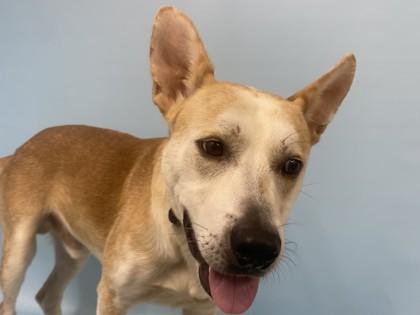 Enlarge Simba, a Adoptable mixed breed in Coon Rapids, MN image 1/3