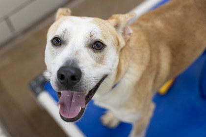 Enlarge Simba, a Adoptable mixed breed in Coon Rapids, MN image 2/3
