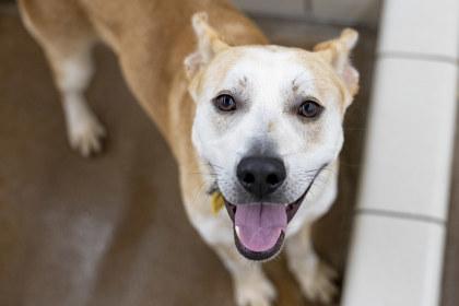 Enlarge Simba, a Adoptable mixed breed in Coon Rapids, MN image 3/3